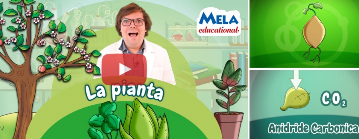La pianta - Scienze - Primaria