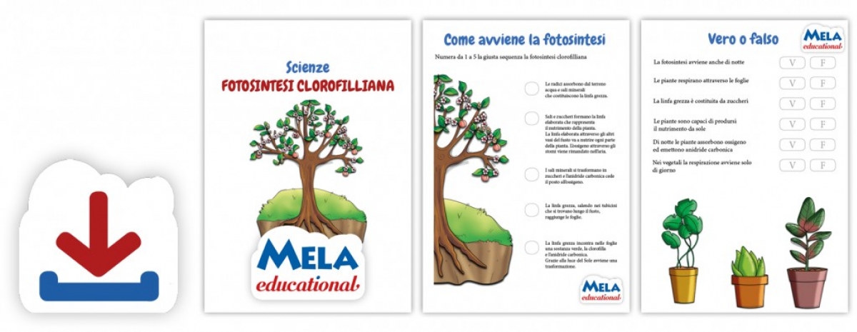 Fotosintesi clorofilliana - Scienze - Primaria